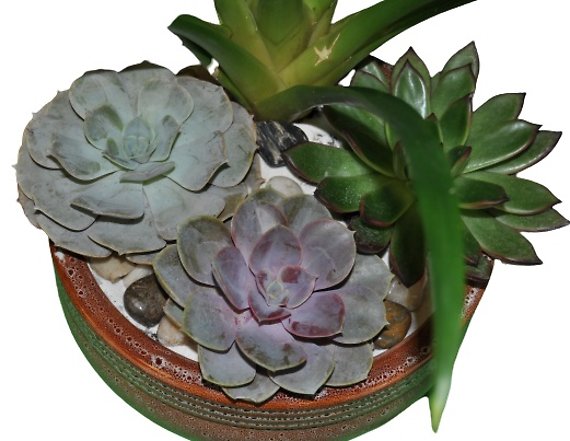Bromeliad Island