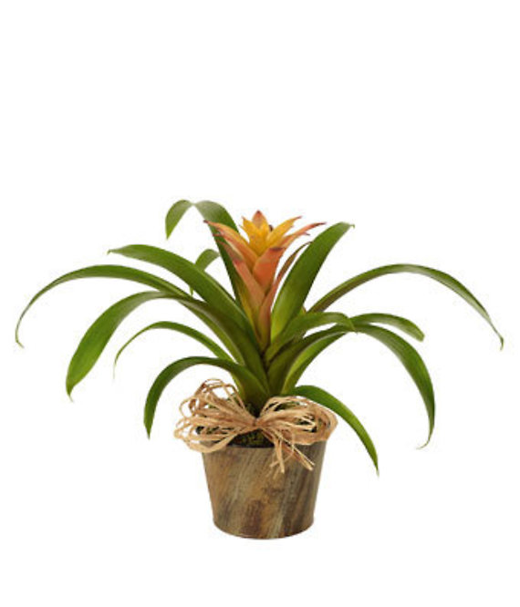 Bromeliad Beauty - Oxygen Producer