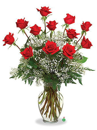 Dozen Ecuadorian Roses